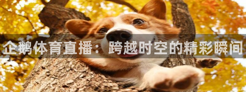 西瓜看球 直播：企鹅体育直播：跨越时空的精彩瞬间